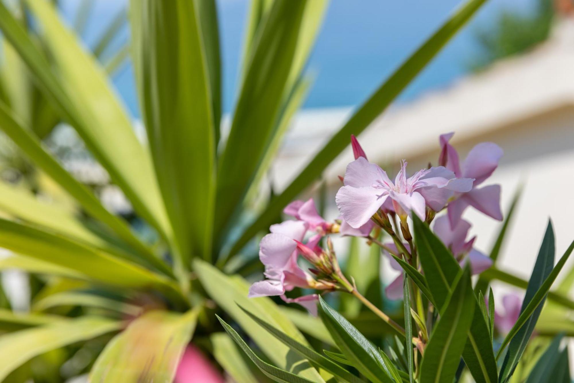 Beachfront Comfort Apartment Nives Tučepi Zewnętrze zdjęcie